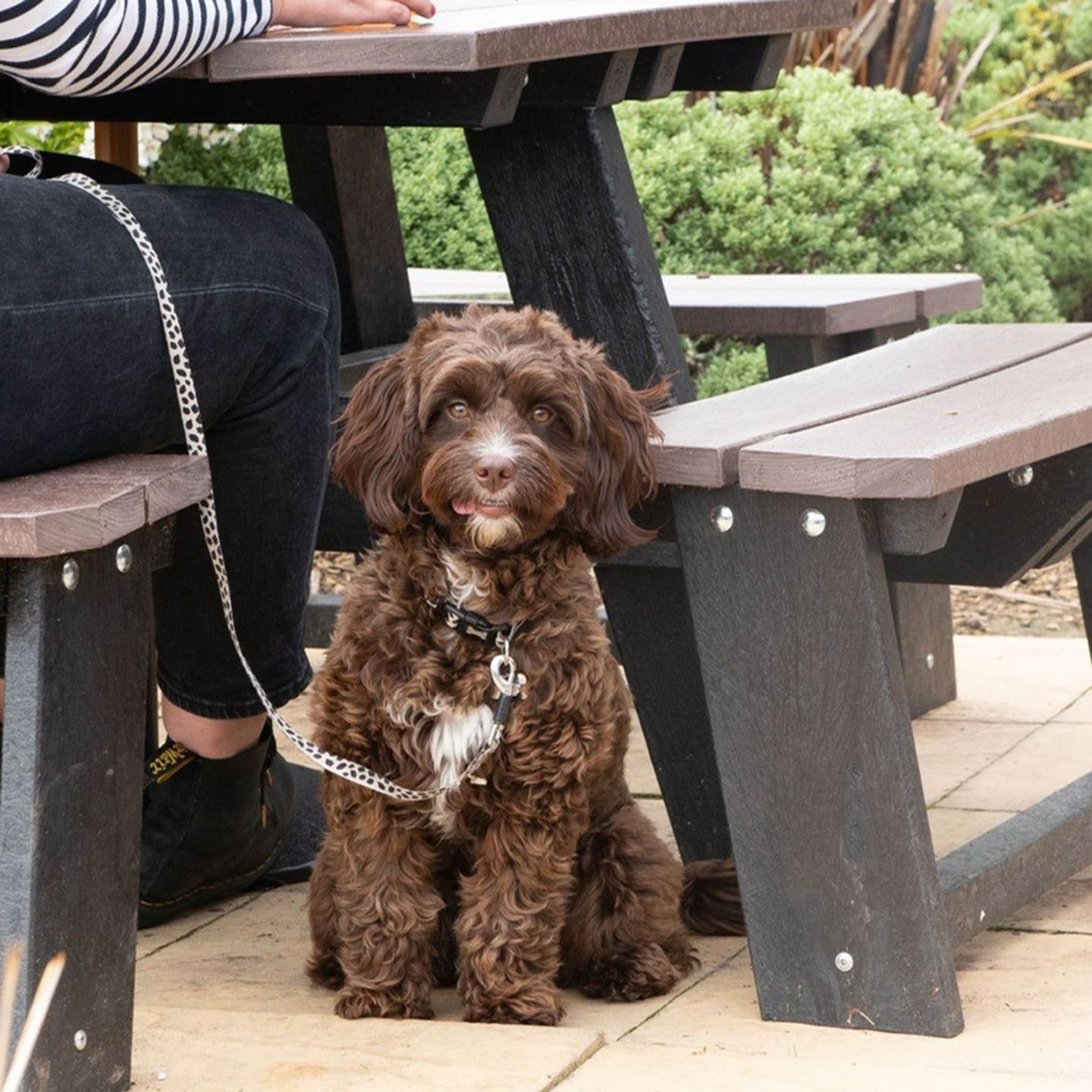 Your local dog friendly pub in Bridgend